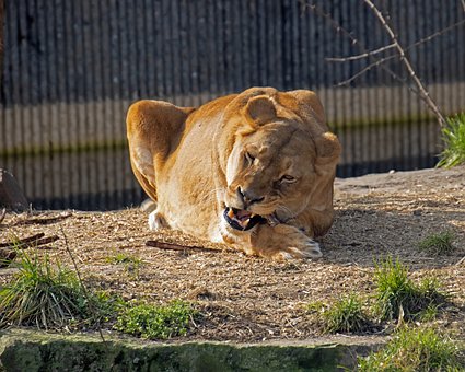 Free Lioness Lion photo and picture