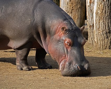 Free Hippopotamus Wildlife photo and picture