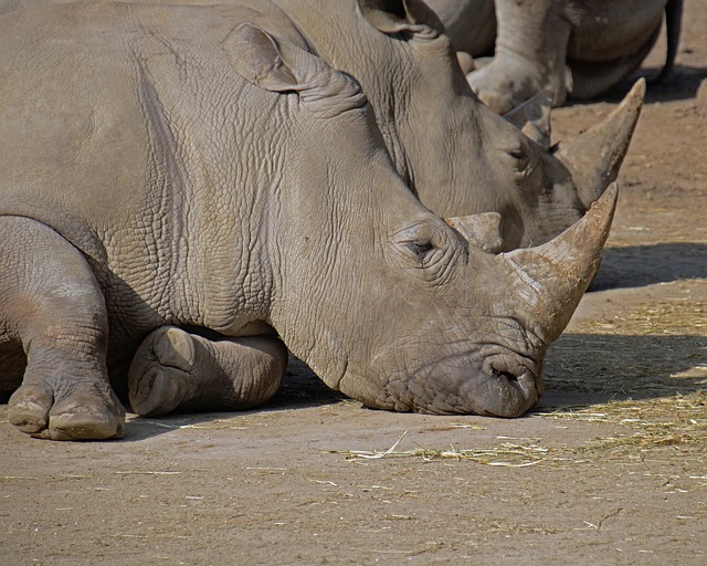 animals, wildlife, rhinoceros, sleep, sleeping, rest, nature