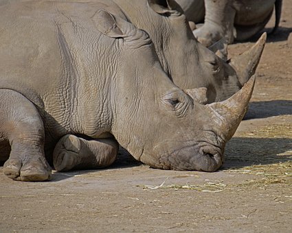 Free Animals Wildlife photo and picture