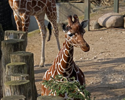 Free Zoo Animals photo and picture