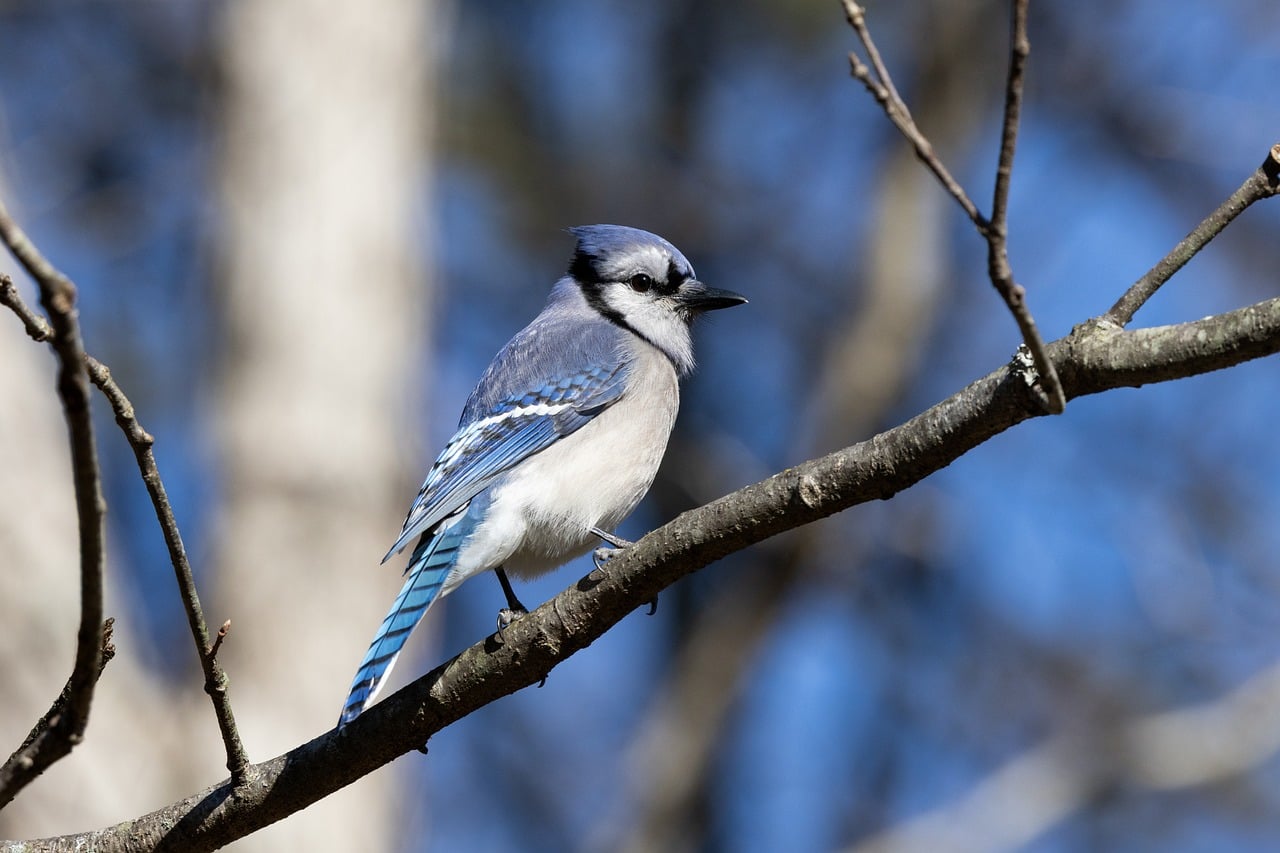 Blue Jay Tree Bluejay Tree Forest - Free photo on Pixabay
