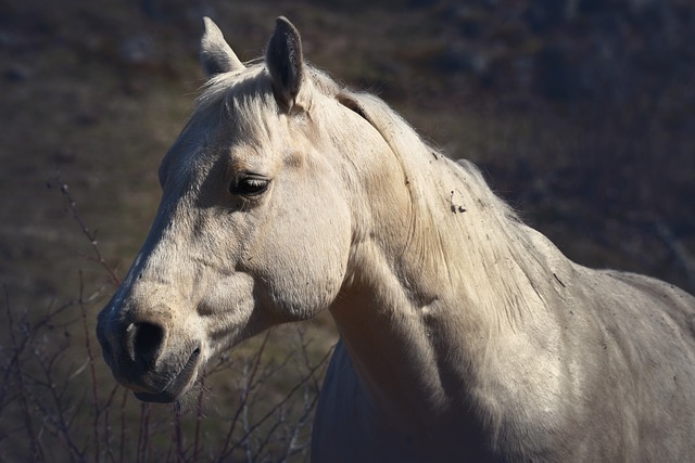 Caballo, Semental, Yegua, Animales