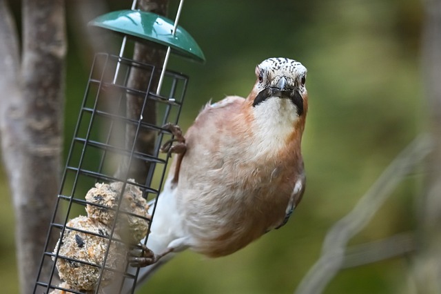 Free Sujka Bird photo and picture