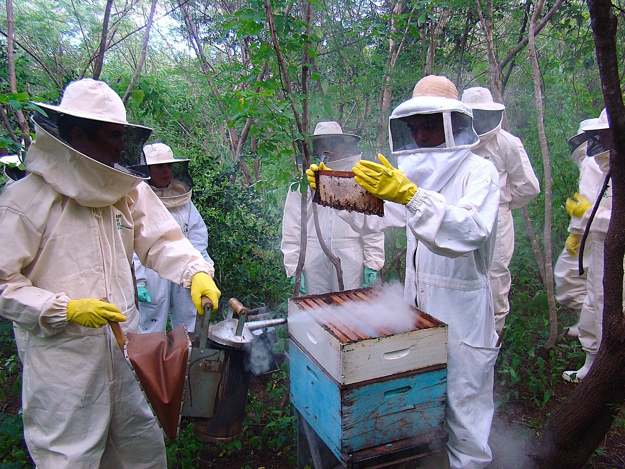 Abeilles Apiculture - Photo gratuite sur Pixabay
