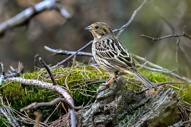 Free Bunting Bird photo and picture