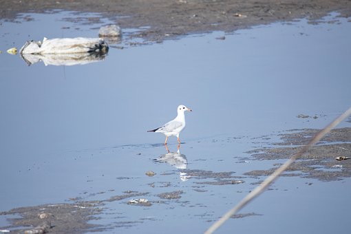 Free Animal Bird photo and picture