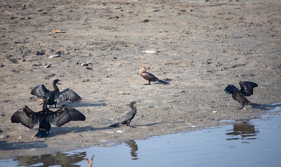 Free Cormorants Water Birds photo and picture