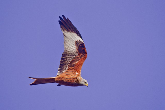 Free Bird Pens photo and picture