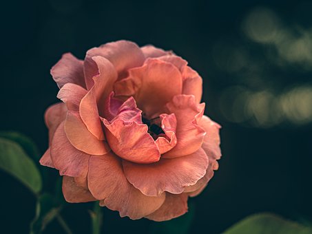 Rose, Blomst, Plante, Kronblade