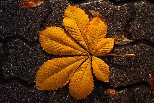 Free Leaves Sheet photo and picture