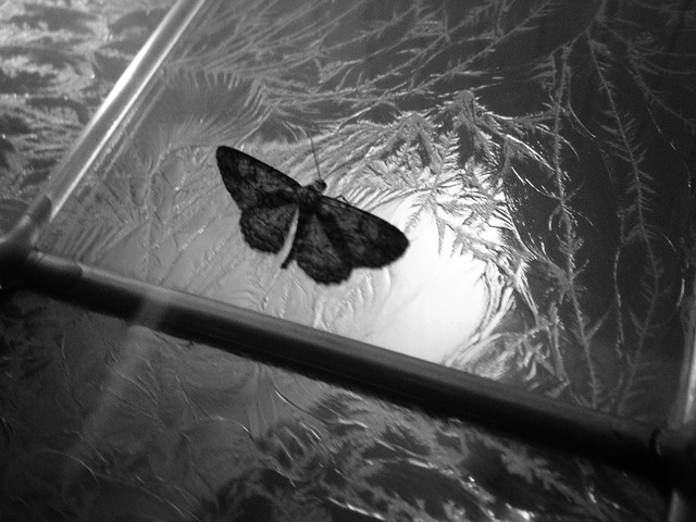 Free Moth Insect photo and picture