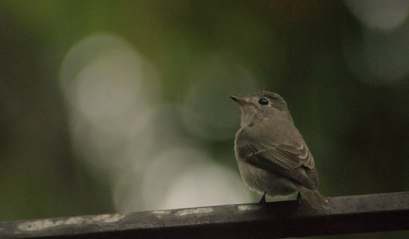 Papamoscas Marrón Asiático, Aves, Kerala