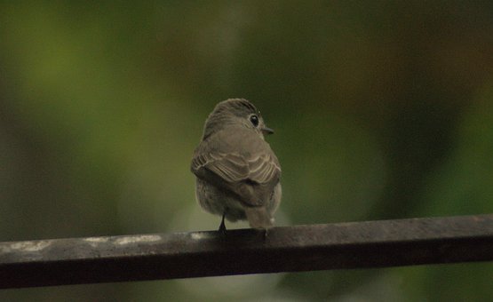 Papamoscas Marrón Asiático, Aves, Kerala