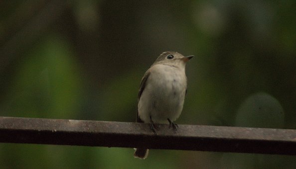 Papamoscas Marrón Asiático, Aves, Kerala