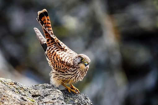 Free Falcon Bird photo and picture