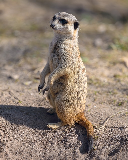 Suricata, Natureza, Mamífero, Animal