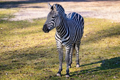 Zebra, Animal, Equino, Animais Selvagens