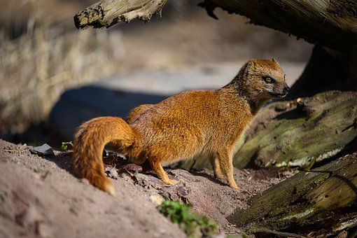 Raposa Mangusto, Mangusto, Animal