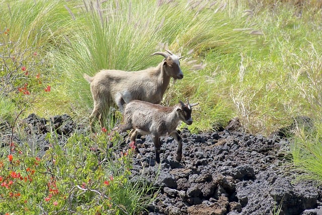 Cabra, Animal, Criança, Natureza