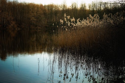 Free Lake Reed photo and picture