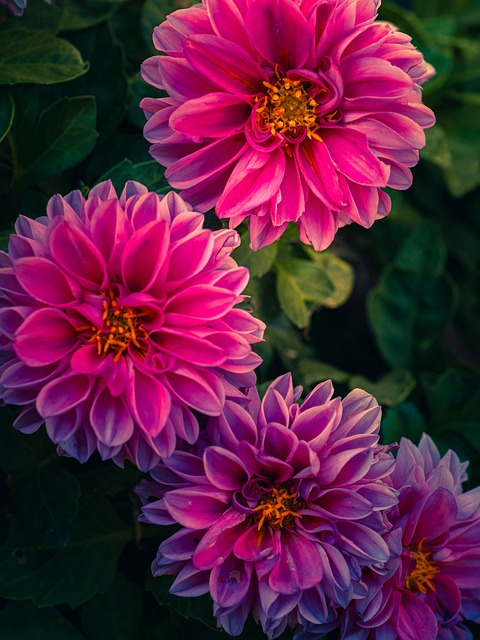 Dahlia, Blomster, Planter
