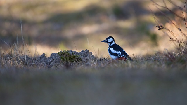 Free Spring Bird photo and picture