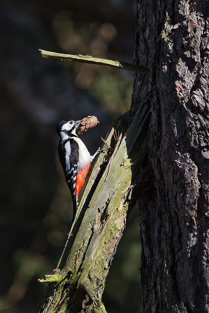 Free Spring Bird photo and picture