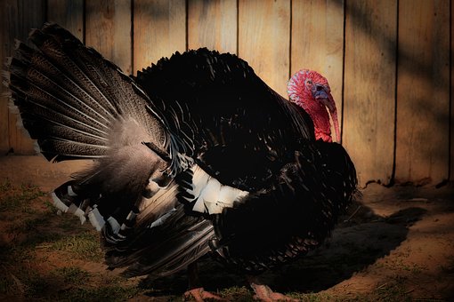 Free Turkey Nature photo and picture