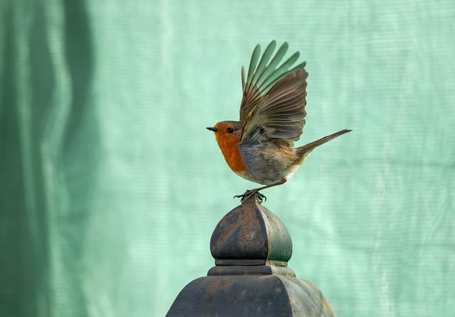 Free Robin Nature photo and picture