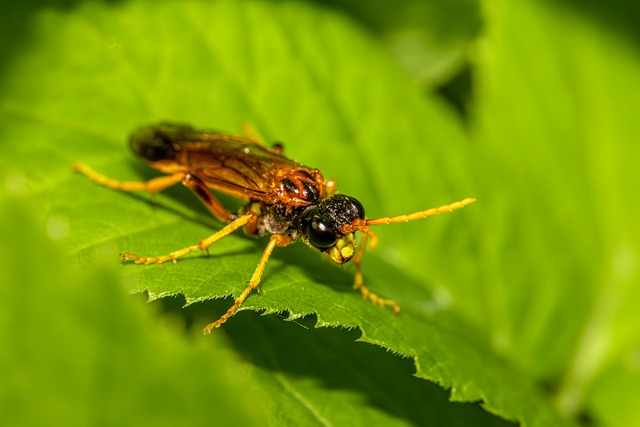 Free Figwort Sawfly Insect photo and picture