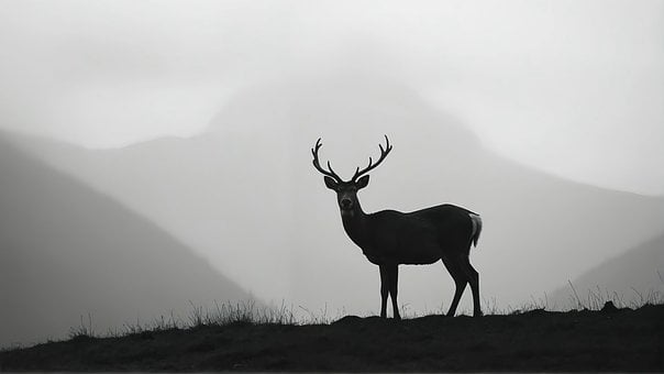 Dieren, Hert, Natuur, Bergen, Gewei