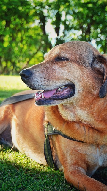 Free Dog Pet photo and picture