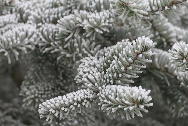 Tanne, Natur, Fichte, Wald, Winter