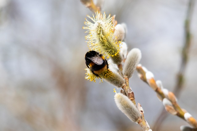 Free Bumble Bee Bee photo and picture