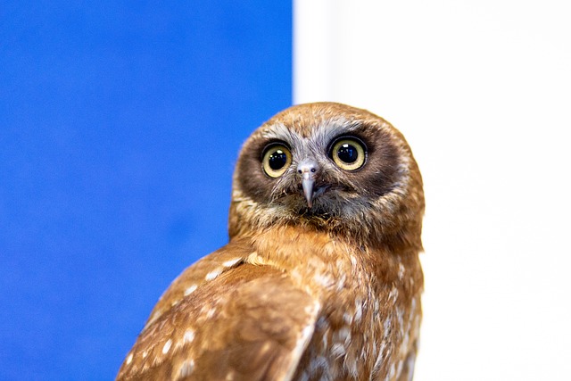 Free Boobok Owl photo and picture