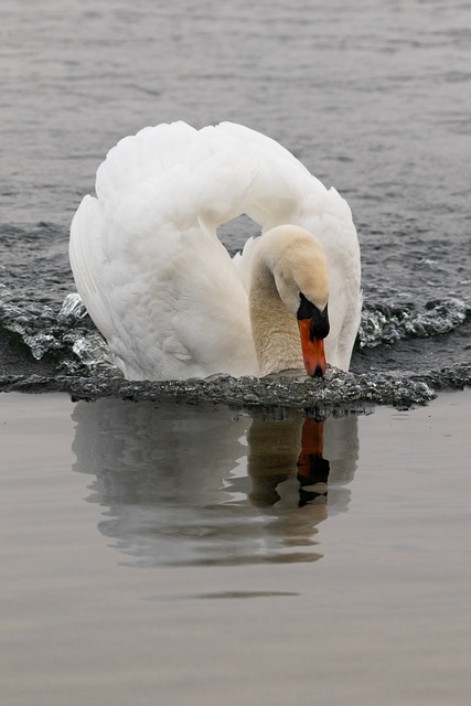 Free Swan Wings photo and picture