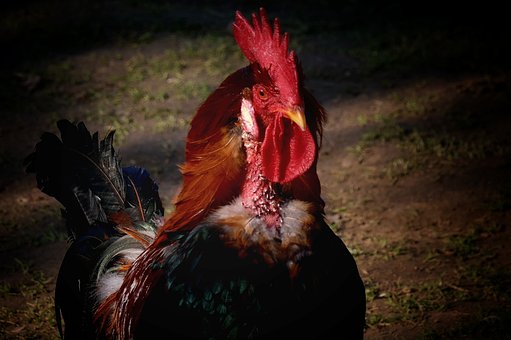 Free Bird Chicken Bird photo and picture