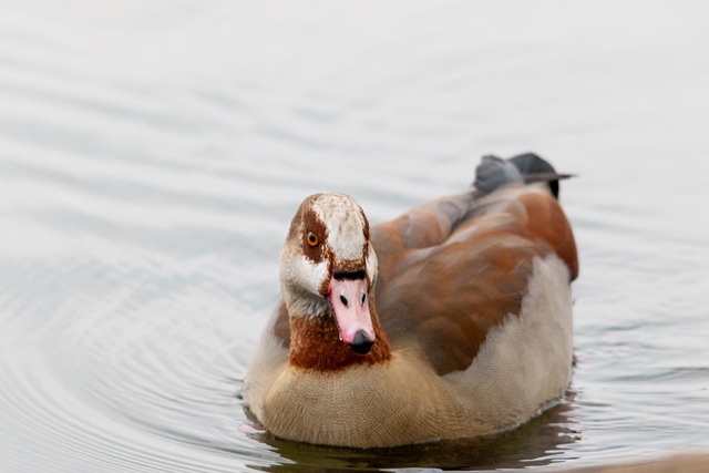 Free Egyptian Goose Bird photo and picture