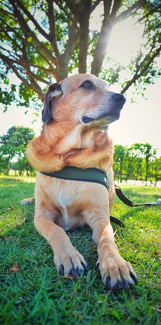 Free Dog Pet photo and picture