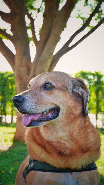 Free Dog Pet photo and picture
