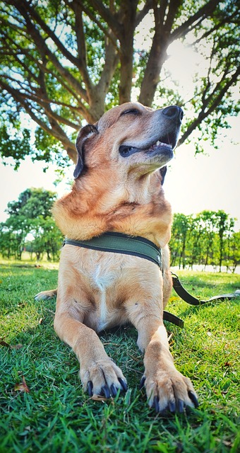 Free Dog Pet photo and picture