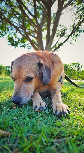Free Dog Pet photo and picture