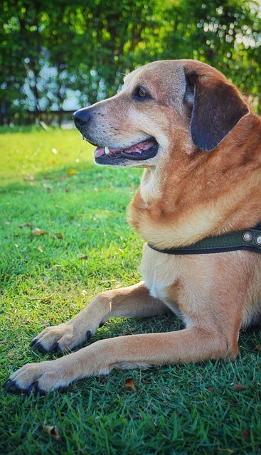 Free Dog Pet photo and picture