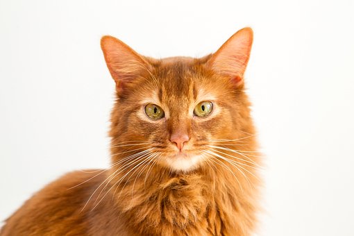 Free Cat Kitten photo and picture