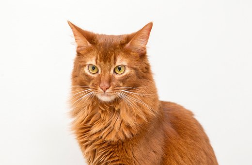 Free Cat Nature photo and picture