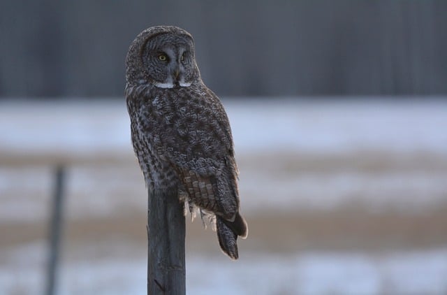 Free Great Gray Owl Owl photo and picture