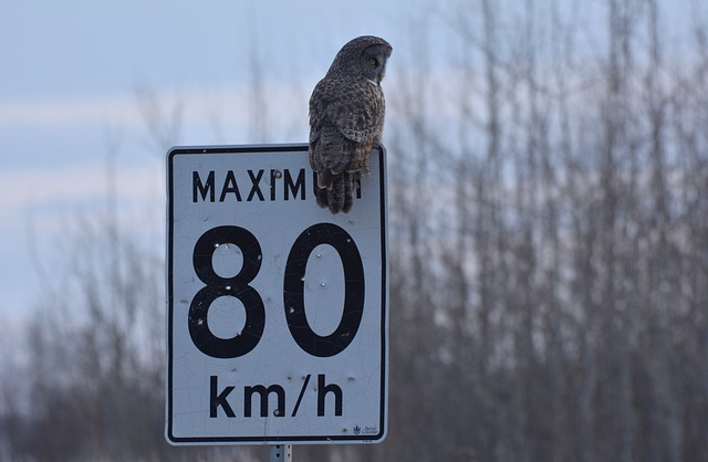 Free Great Gray Owl Owl photo and picture