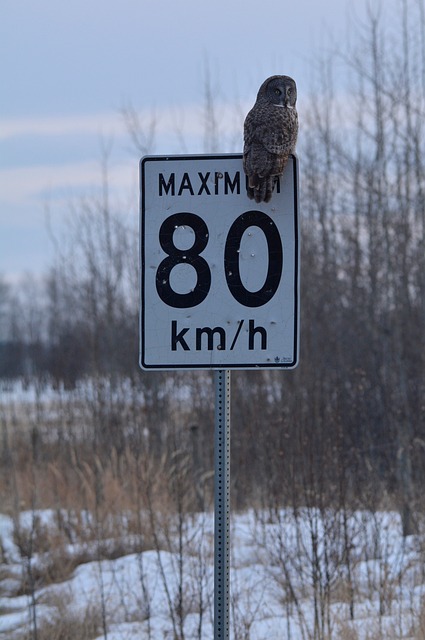 Free Great Gray Owl Owl photo and picture