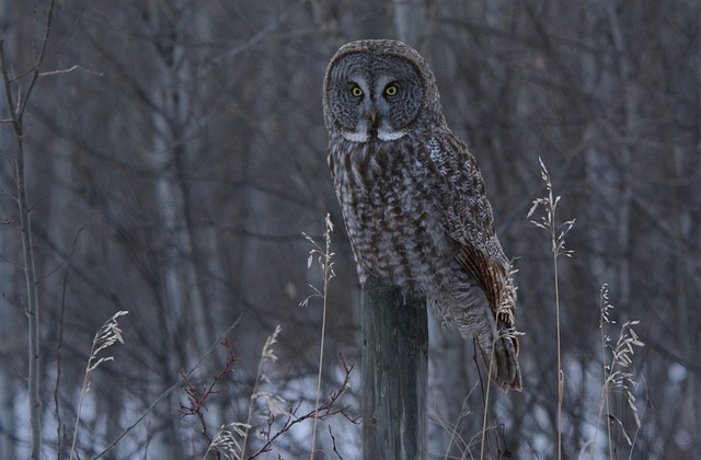Free Great Gray Owl Owl photo and picture